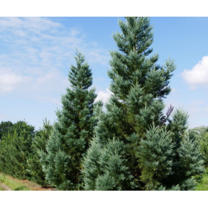 Sekvojovec mamutí (Sequoiadendron giganteum) ´GLAUCUM´, výška 80-100 cm, kont. C20L